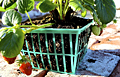 Strawberry Basket Quart Resize
